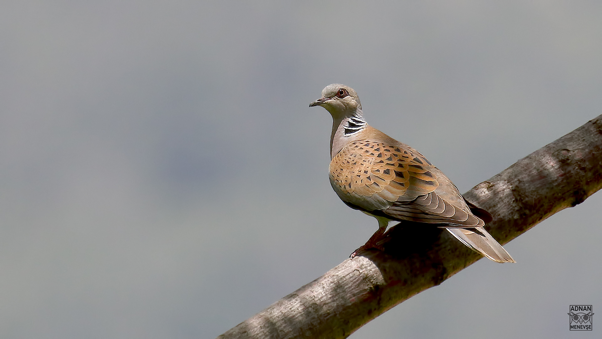 European Turtle-Dove